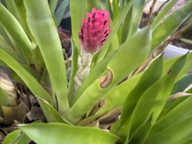 Quesnelia Bromeliad