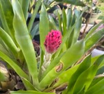 Quesnelia Bromeliad