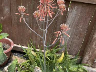 Soap Aloe  /  Aloe Maculata