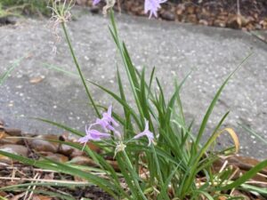 Society Garlic  /  Tulbaghia Violacea