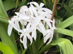 Crinum, White Spider Lily / Crinum Americanum