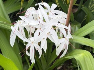 Crinum, White Spider Lily  /  Crinum Americanum