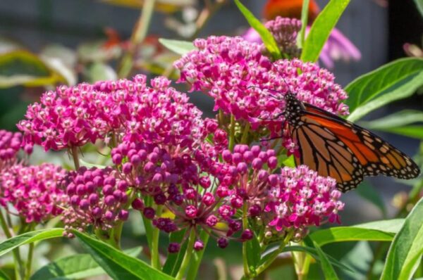 SAVE THE DATE: April 6 – 8, 2027 – Wonders and Wildflowers Across Texas