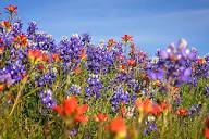 April 6 – 8, 2027 – Wonders and Wildflowers Across Texas