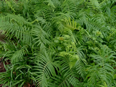 Fern, Wood  /  Thelypteris Kunthii