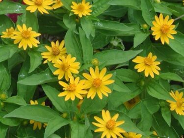 Butter Daisy  /  Melampodium Divaricatum