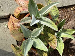 Donkey Ear / Kalanchoe Gastonis-Bonnieri