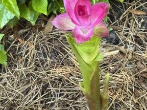 Hidden Ginger  /  Curcuma Petiolaris