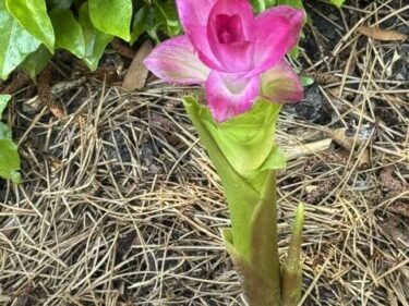 Hidden Ginger  /  Curcuma Petiolaris