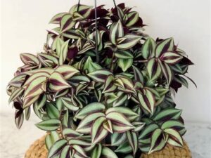 Inch Plant  /  Tradescantia Zebrina