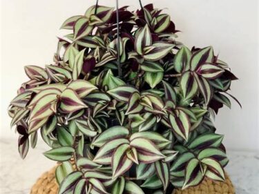 Inch Plant  /  Tradescantia Zebrina