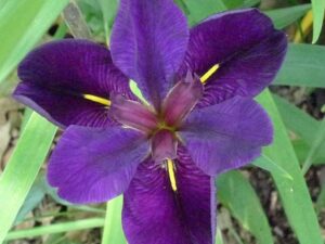 Louisiana Iris  /  Iris Spp