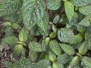 Polka Dot Plant  /  Hypoestes Phyllostachya