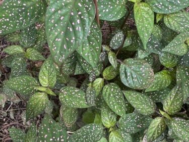 Polka Dot Plant  /  Hypoestes Phyllostachya