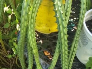 Red Dragon  /  Huernia Schneideriana