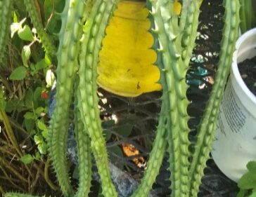 Red Dragon  /  Huernia Schneideriana