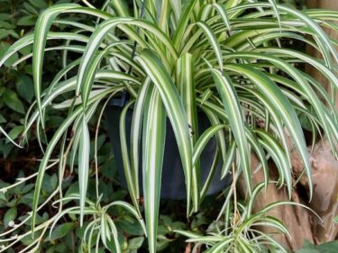 Spiderplant  /  Chlorophytum Comosum