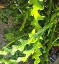 Fishbone Cactus / Epiphyllum Anguliger