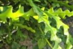 Fishbone Cactus  /  Epiphyllum Anguliger